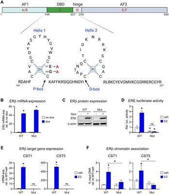 Disruption of estrogen receptor beta’s DNA binding domain impairs its tumor suppressive effects in triple negative breast cancer